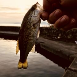 朝マヅメリベンジ